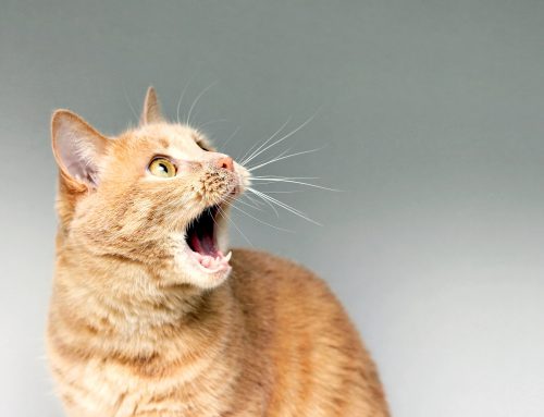 FIV-FeLV