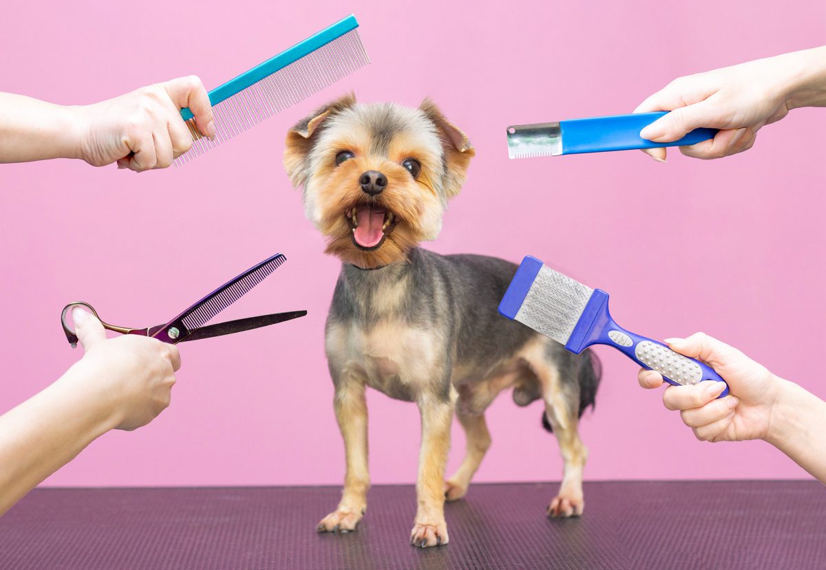 Kuaför Medipet Veteriner Kliniği