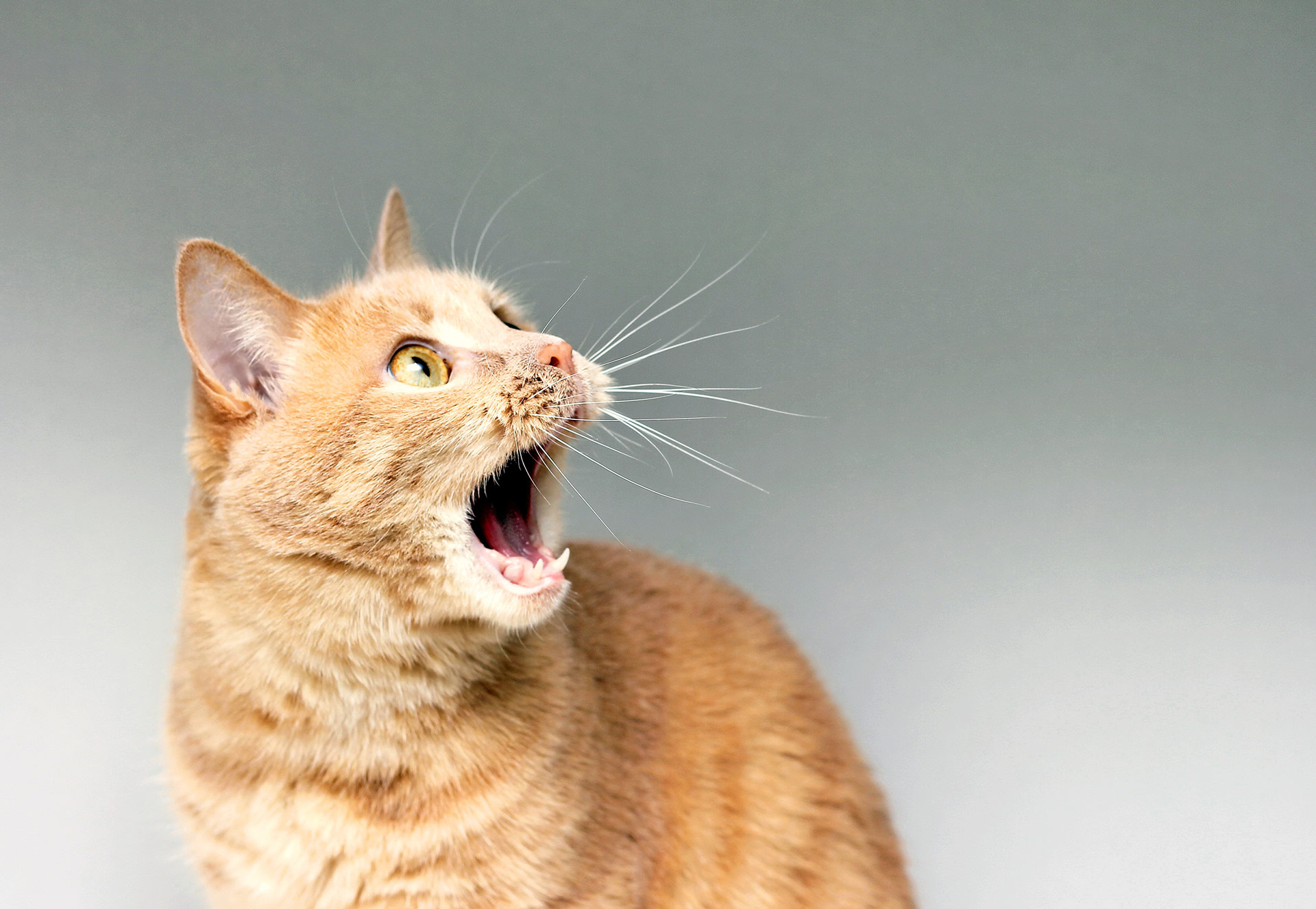 FIV-FeLV